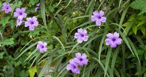 気品のある薄紫が魅力的。和風の家屋にもよく似合う「ルエリア」