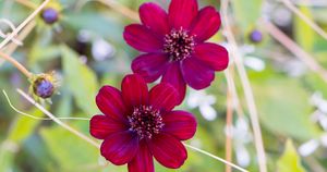 チョコレートの香りがほのかに。秋によく似合うシックな花色「チョコレートコスモス」