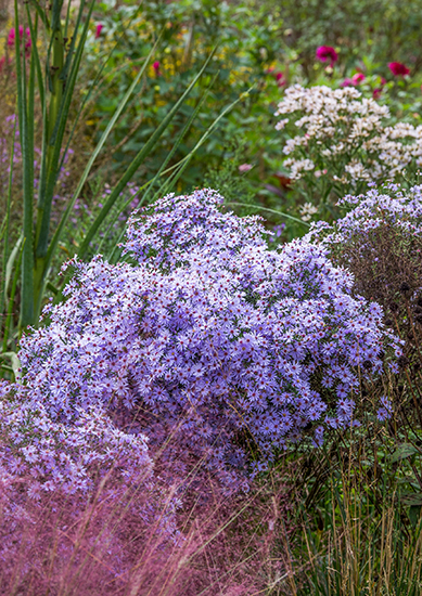 小さな花が株いっぱいに咲く。魅力的な秋の景色を生み出す「宿根アスター」