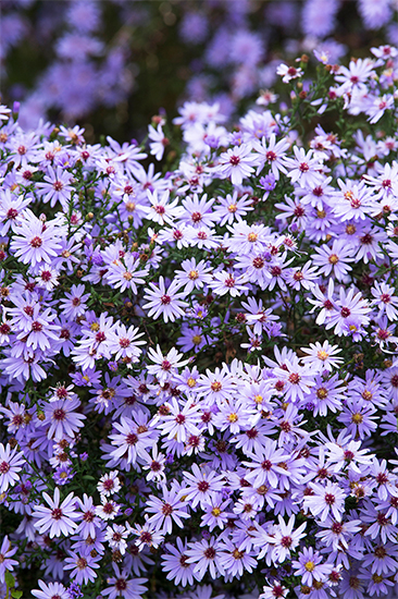 小さな花が株いっぱいに咲く。魅力的な秋の景色を生み出す「宿根アスター」