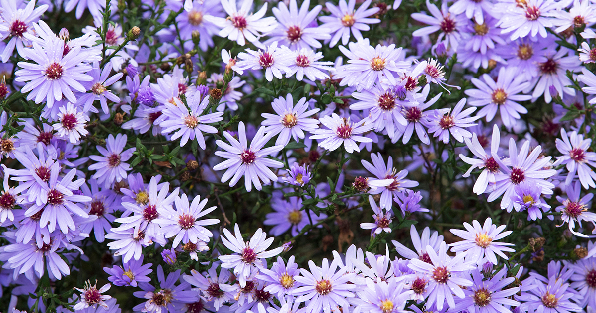 小さな花が株いっぱいに咲く。魅力的な秋の景色を生み出す「宿根アスター」
