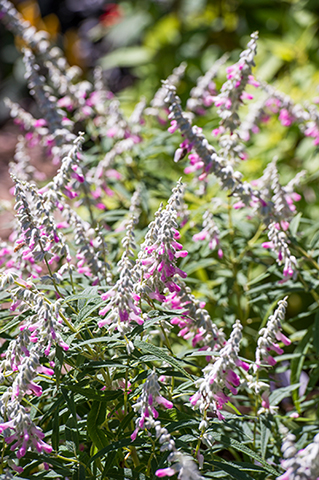 天然石のアメジストのような花色。晩秋まで美しく咲く「サルビア