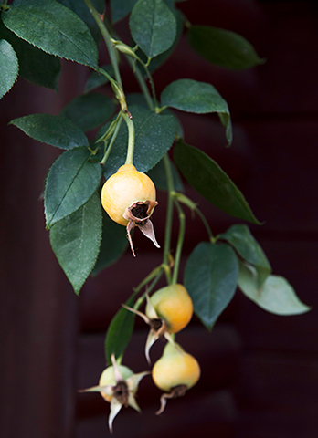 ドライにして手作りリースやスワッグにも。美しきバラたちの置き土産