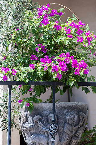 まさか11月の東京で見かけるなんて！ 実は秋まで咲く「ブーゲンビリア