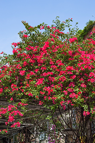 ブーゲンビリア 4_000000000026.jpg?1678209905