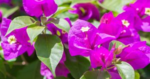 まさか11月の東京で見かけるなんて！ 実は秋まで咲く「ブーゲンビリア」