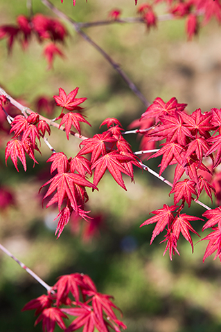 春の芽吹き、秋の紅葉最高です ☆イロハモミジ☆ H2.3m 大人気 8