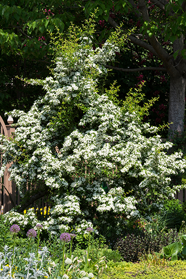 秋にびっしりと実をつける「ピラカンサ」は、見過ごしがちな花にも注目して