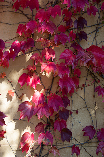 蔦紅葉（つたもみじ）とも称賛されるほど美しい「ナツヅタ」の紅葉