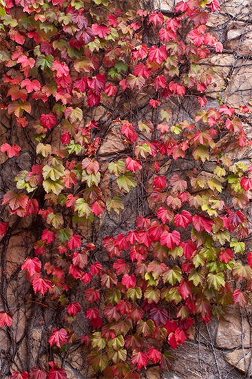 蔦紅葉（つたもみじ）とも称賛されるほど美しい「ナツヅタ」の紅葉