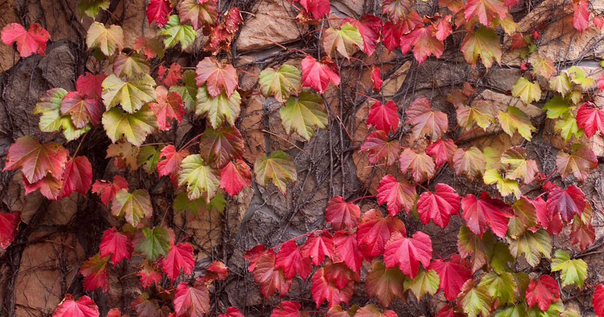 蔦紅葉（つたもみじ）とも称賛されるほど美しい「ナツヅタ」の紅葉