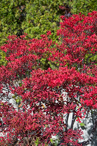希少 ドウダンツツジ 山彩り ――雑木 アオダモ アオハダ もみじ かえで