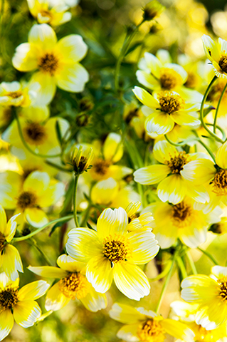 別名ウインターコスモス、黄色×白の爽やか花が初冬まで咲く