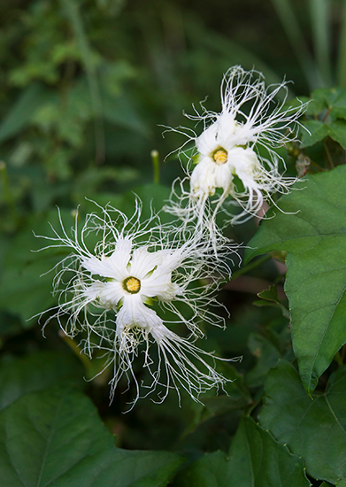 10/14夕方採取　紫色した房の実　赤い実　烏瓜　コニファー　ツタ付　無農薬 10/14夕方採取 紫色した房の実 赤い実 烏瓜 コニファー ツタ付 無