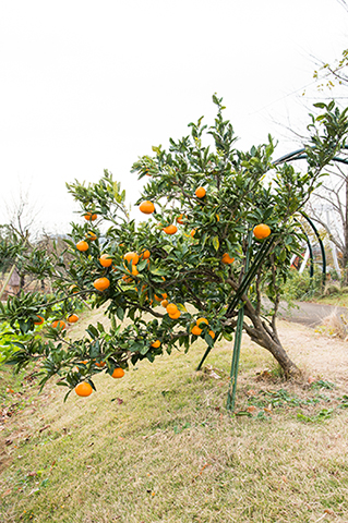 温州みかん　みかんの木　目隠し　植木　庭木　ガーデニング 温州みかん みかんの木 目隠し 植木 庭木 ガーデニング