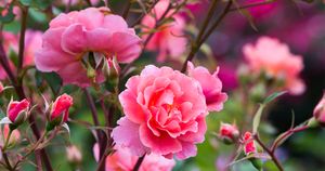 「花散歩」に出かける前に…プロに教わる、花の写真が上手に撮れる天気とは？