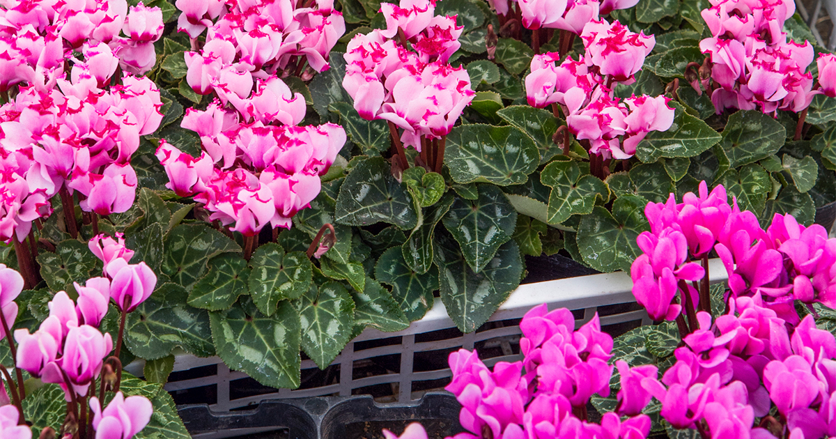 シクラメンを冬の庭で。バリエーションも豊富な「ガーデンシクラメン」