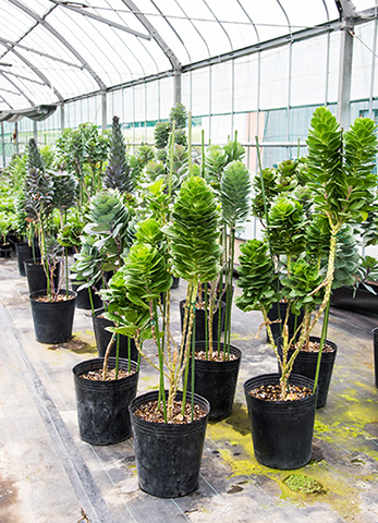 踊りハボタン 踊りハボタン｜園芸日記by花かご｜みんなの趣味の園芸｜1152222 踊り