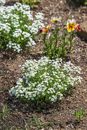 かわいらしく咲く、冬の花壇の名脇役。小さな白花「スイートアリッサム」