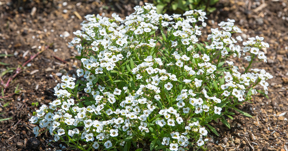 かわいらしく咲く、冬の花壇の名脇役。小さな白花「スイートアリッサム」
