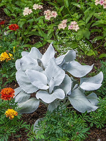 クリスマスに出会いたい！「天使の羽」という名のリーフプランツ