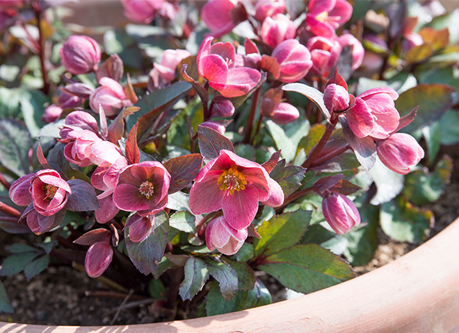 世界中で大人気！ 「冬の貴婦人」と称される白い花といえば？ | 家庭画