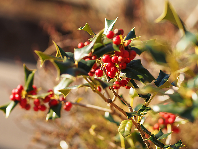 クリスマスホーリー」という名の植物は？ キリスト教では重い意味を