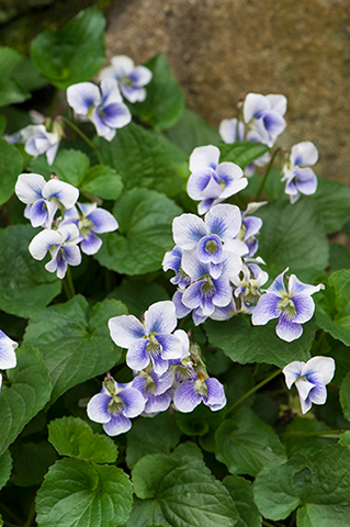 寒い冬に咲く 「ニオイスミレ」をご存じですか。よく知られたスミレと