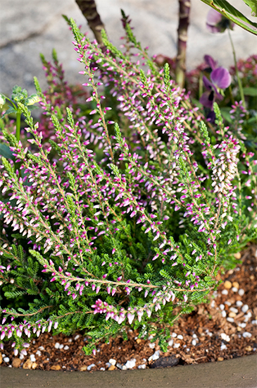 冬の寄せ植え花材として人気の「カルーナ」。枝の上から下まで花がずらり