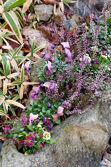 冬の寄せ植え花材として人気の「カルーナ」。枝の上から下まで花がずらり