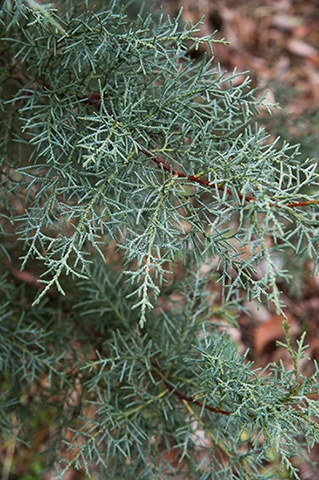 クリスマスツリーにしてみたいお洒落な木！ コニファー'ブルーアイス