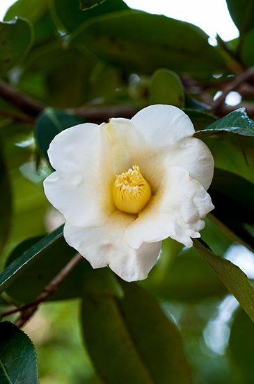 野趣豊かに咲く「冬のツバキ」が見ごろ。庭木の参考になる注目品種をご