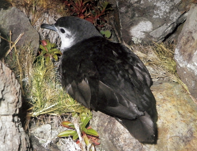 守りたい日本の鳥】12年前に初めて発見された「オガサワラヒメ