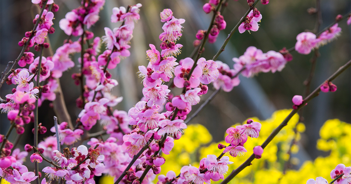 【縁起物】　　思い出の花 main_322f255e715d4cbbf03b28110