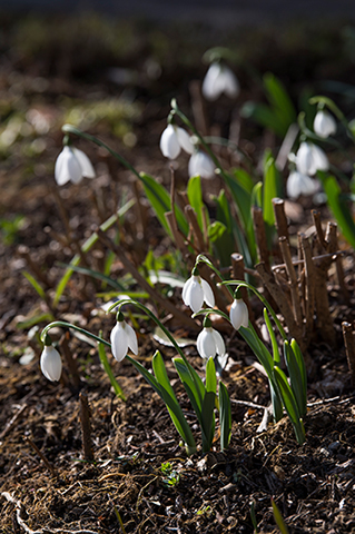 春の訪れに思いをはせて。雪のすき間から顔を出す「スノードロップ