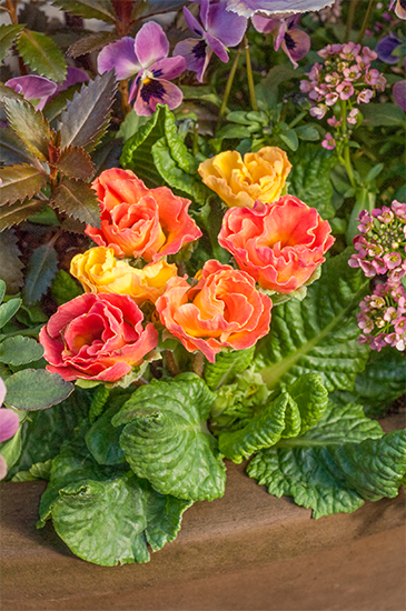 魅力的な品種が続々登場！ 花壇でも寄せ植えでも活躍する、プリムラ