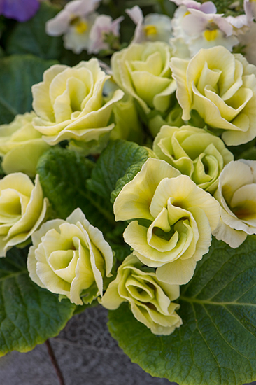 魅力的な品種が続々登場！ 花壇でも寄せ植えでも活躍する、プリムラ