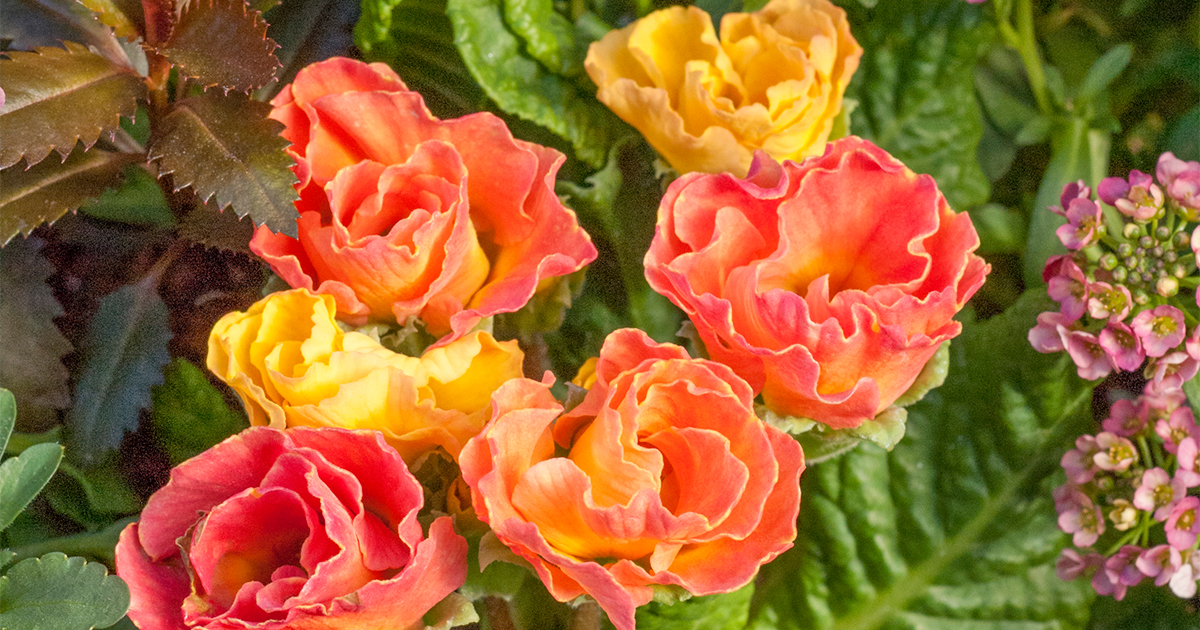 魅力的な品種が続々登場！ 花壇でも寄せ植えでも活躍する、プリムラ