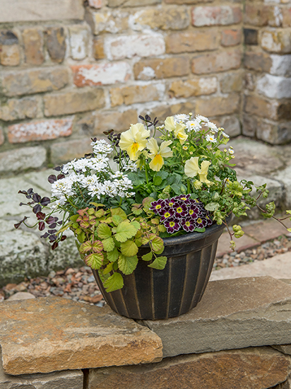 砂糖菓子のような白花がキュート。寄せ植えやグランドカバーにしたい