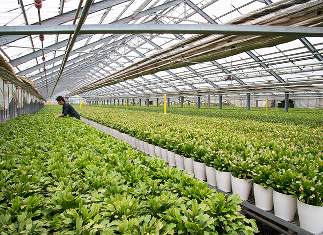 乾燥ぎみに管理するのがポイント。室内で楽しむ鉢花、定番人気の