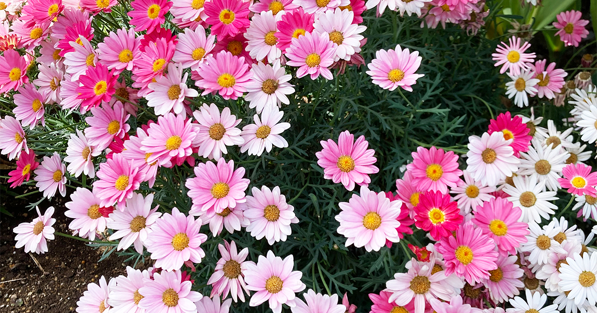 華やかで育ててみたくなる！ストロベリーホイップという名の