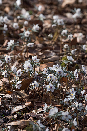 儚げな姿に胸がキュンとします。節分の頃に花が咲き始める「セツブンソウ」