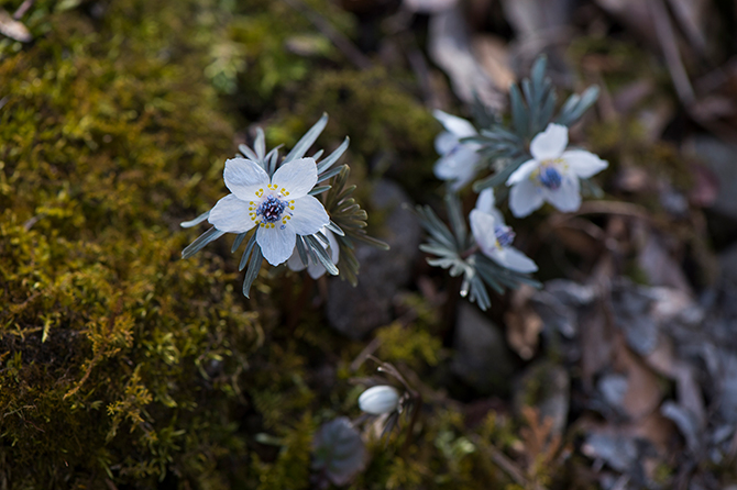 儚げな姿に胸がキュンとします。節分の頃に花が咲き始める「セツブンソウ」