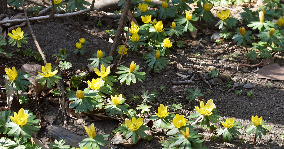 花ページ 押し花のオペラ｜カナックス | カナックス kannax