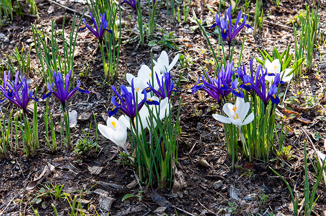 小さくても気品ある姿！散歩道で出会いたい「アイリス・レティキュラータ」