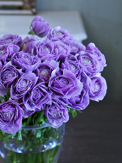 ラナンキュラス❇️ブルー×パープル❣️ 新年にふさわしい華やかさ！花のプロを虜にする「進化系ラナンキュラス」