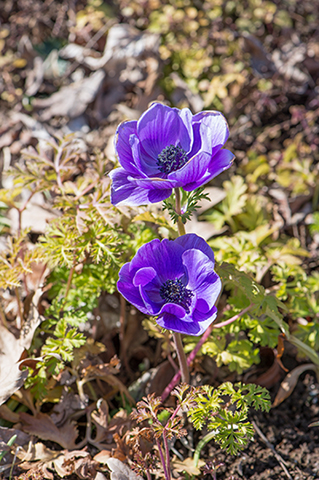 ムラサキの魅惑なアネモネ ムラサキの魅惑なアネモネ