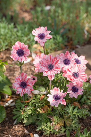 大きく鮮やかな色の花が魅力。原種系の素敵な「アネモネ」がいま人気です！