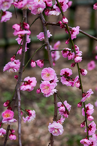 ☆お花処☆八重咲き枝垂れ梅＊呉服＊全高160cm＊クレハ