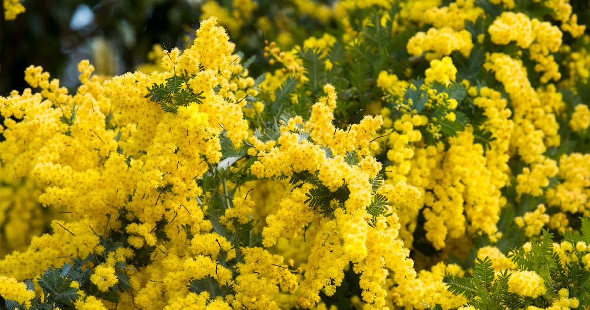 満開になると木全体が黄色の花で輝くよう！「ギンヨウアカシア」の季節です